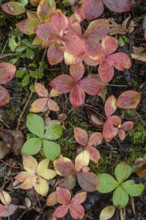 Canadian dogwood (Cornus canadensis) in autumn foliage, Alaska, USA