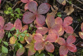 Canadian dogwood (Cornus canadensis) in autumn foliage, Alaska, USA