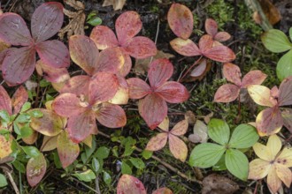 Canadian dogwood (Cornus canadensis) in autumn foliage, Alaska, USA