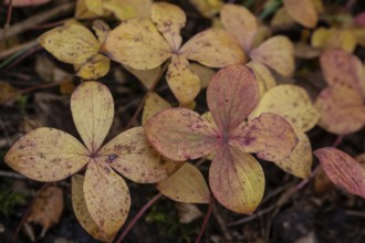 Canadian dogwood (Cornus canadensis) in autumn foliage, Alaska, USA