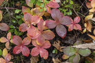 Canadian dogwood (Cornus canadensis) in autumn foliage, Alaska, USA