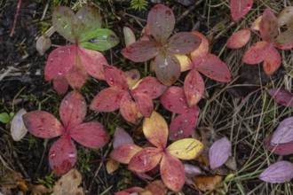 Canadian dogwood (Cornus canadensis) in autumn foliage, Alaska, USA