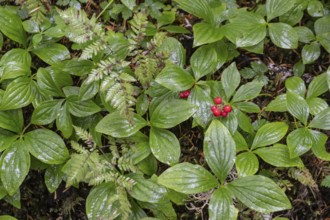 Canadian dogwood (Cornus canadensis), Alaska, USA