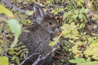 Snowshoe hare (Lepus americanus), Alaska, USA