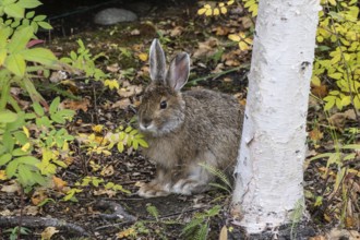 Snowshoe hare (Lepus americanus), Alaska, USA