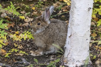 Snowshoe hare (Lepus americanus), Alaska, USA