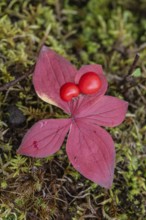 Canadian dogwood (Cornus canadensis) in autumn foliage, Alaska, USA