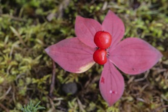 Canadian dogwood (Cornus canadensis) in autumn foliage, Alaska, USA