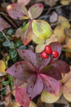 Canadian dogwood (Cornus canadensis) in autumn foliage, Alaska, USA