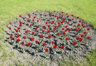 Red flowers of tulips on a flower bed. Krasnodar, Russia