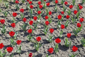 Red flowers of tulips on a flower bed. Krasnodar, Russia