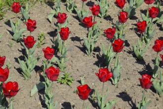 Red flowers of tulips on a flower bed. Krasnodar, Russia