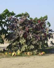 Large bushes of Ricinus. A plant from which castor oil is made. Atyrau, Kazakhstan