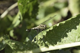 Dragonfly on a leaf of horseradish. Insect predators