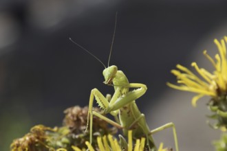 The female mantis religios. Predatory insects. Huge green female mantis