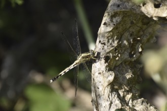 Dragonfly on a leaf of horseradish. Insect predators
