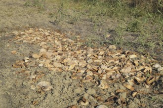 Heaps of rotting watermelons. Atyrau, Kazakhstan