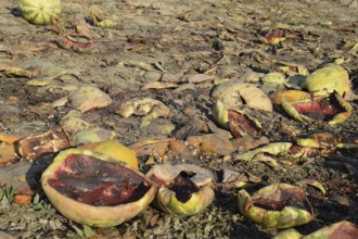 Heaps of rotting watermelons. Peel of melon. Atyrau, Kazakhstan