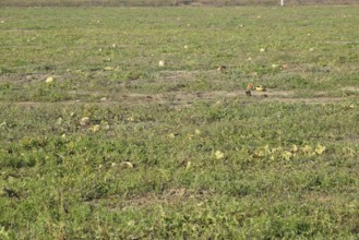 An abandoned field of watermelons and melons. Atyrau, Kazakhstan