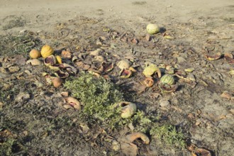 Heaps of rotting watermelons. Peel of melon. An abandoned field of watermelons and melons. Atyrau,