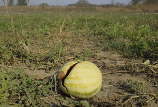 Chopped old rotten watermelon. An abandoned field of watermelons and melons. Atyrau, Kazakhstan
