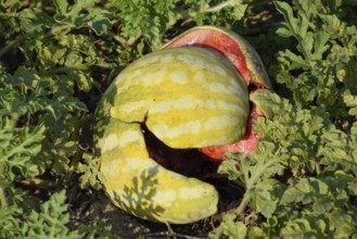Chopped old rotten watermelon. Atyrau, Kazakhstan