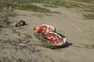 Split in two an old rotten watermelon. RAtyrau, Kazakhstan