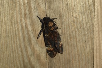 Dead head. The large massive butterfly belonging to family of brazhnik. Atyrau, Kazakhstan