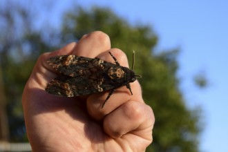 Dead head. The large massive butterfly belonging to family of brazhnik. Atyrau, Kazakhstan