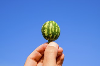A small watermelon in the hand against the blue sky. Atyrau, Kazakhstan