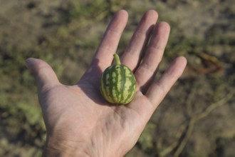 Small watermelon in the palm of your hand. Atyrau, Kazakhstan