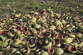 Heaps of rotting watermelons. Peel of melon. Atyrau, Kazakhstan