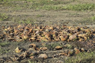 Heaps of rotting watermelons. Peel of melon. Atyrau, Kazakhstan