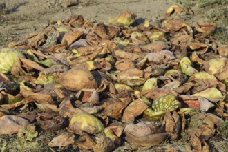 Heaps of rotting watermelons. Peel of melon. Atyrau, Kazakhstan