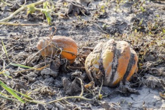 Chopped old rotten melon. Atyrau, Kazakhstan