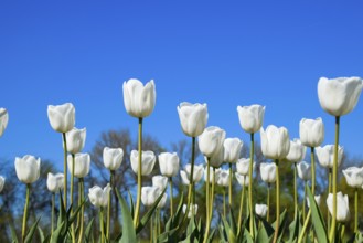 Better tulip flowers against the blue sky. Krasnodar, Russia