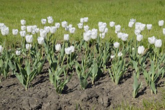 A flower bed with white tulips. Krasnodar, Russia