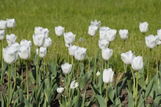 A flower bed with white tulips. Krasnodar, Russia