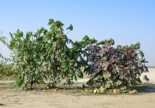 Large bushes of Ricinus. Atyrau, Kazakhstan