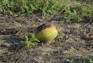 Rotten melon. An abandoned field of watermelons and melons. Atyrau, Kazakhstan