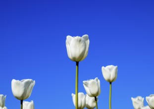 Better tulip flowers against the blue sky. Krasnodar, Russia