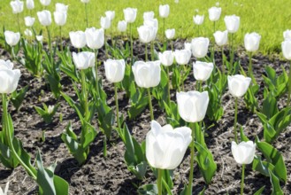A flower bed with white tulips. Krasnodar, Russia