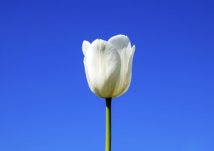 Better tulip flowers against the blue sky. Krasnodar, Russia