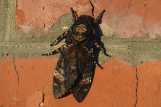 Dead head. The large massive butterfly belonging to family of brazhnik. Atyrau, Kazakhstan