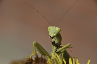 The female praying mantis devouring wasp. Krasnodar, Russia