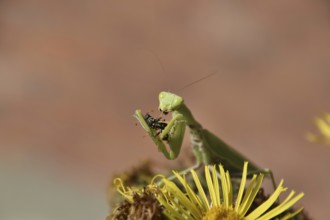 The female praying mantis devouring wasp. The female mantis religios. Predatory insects. Huge green