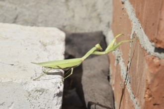 Mantis, climbing on a brick wall. The female mantis religios. Predatory insects. Huge green female