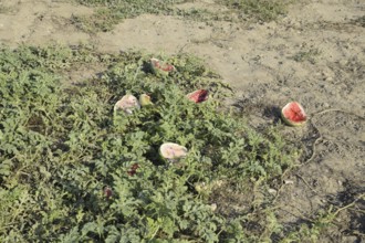 An abandoned field of watermelons and melons. Atyrau, Kazakhstan