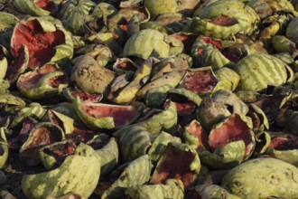 Heaps of rotting watermelons. Peel of melon. Atyrau, Kazakhstan