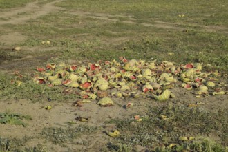 Heaps of rotting watermelons. Atyrau, Kazakhstan